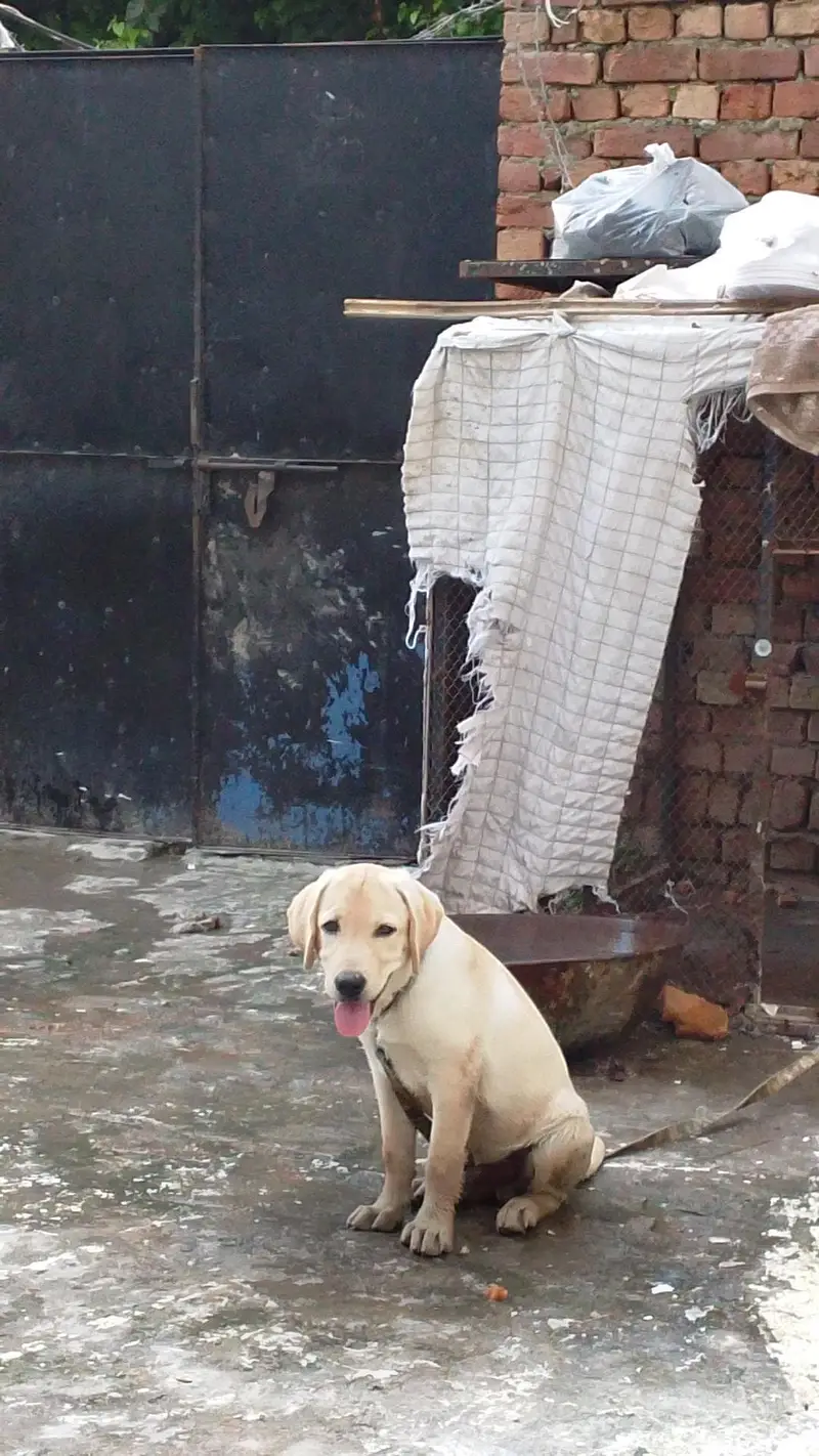 best trained puppy — photo 2