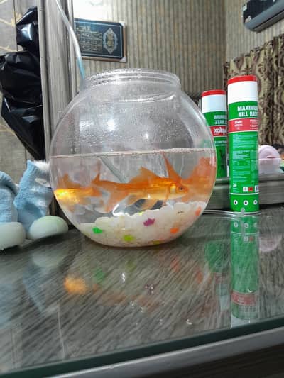 1 pair gold fish or fish box or machine included