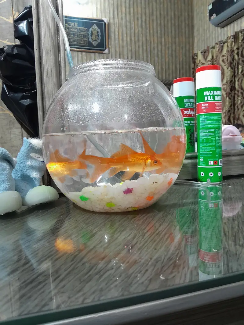 1 pair gold fish or fish box or machine included