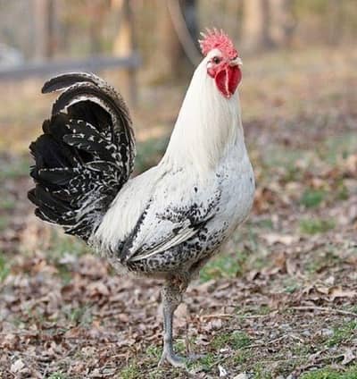 Fiomi hens \ egg laying fiomi hens /fiomi murga
