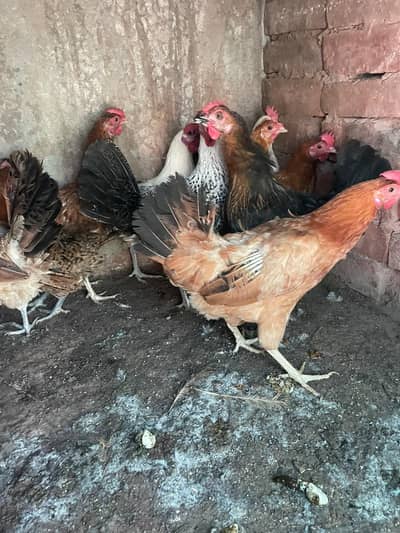 ando wali murghiya for sale