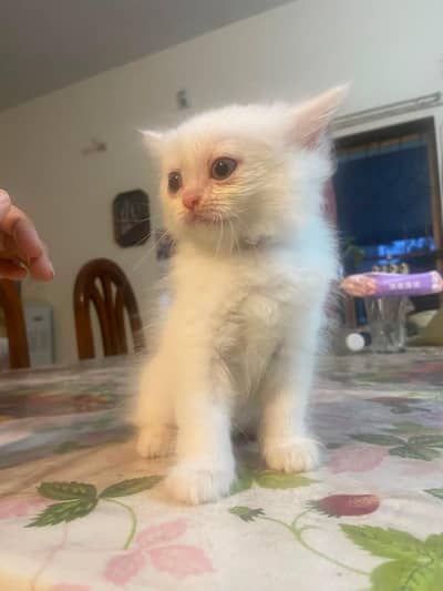 Himalayan Persian x Turkish Angora Kittens | M&F | Healthy Cats
