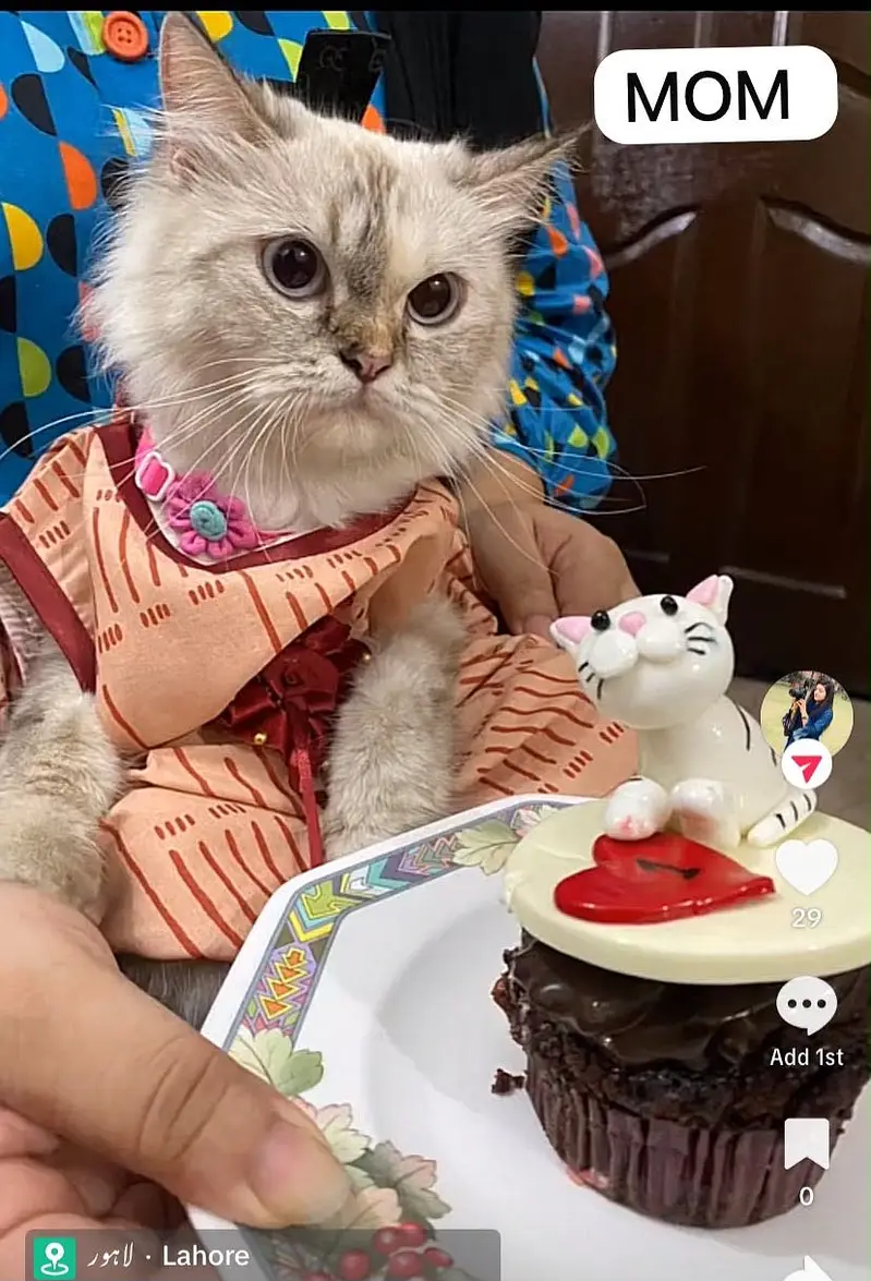 Himalayan Persian x Turkish Angora Kittens | M&F | Healthy Cats — photo 2