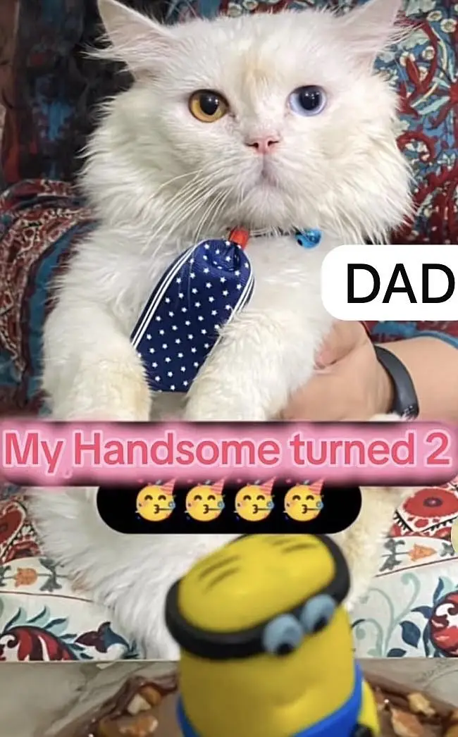 Himalayan Persian x Turkish Angora Kittens | M&F | Healthy Cats — photo 3