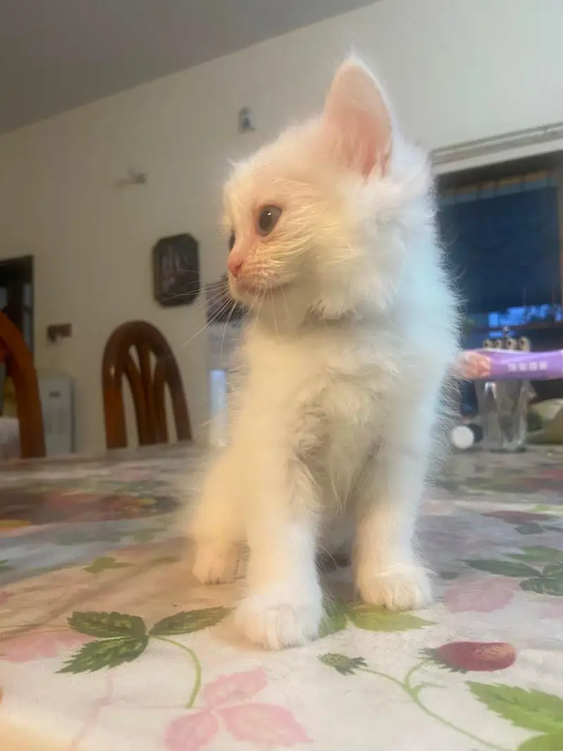 Himalayan Persian x Turkish Angora Kittens | M&F | Healthy Cats — photo 4