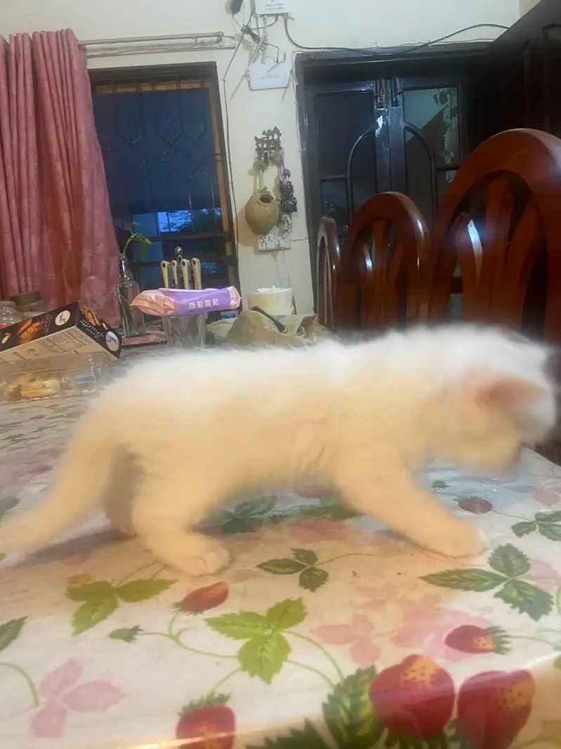 Himalayan Persian x Turkish Angora Kittens | M&F | Healthy Cats — photo 5