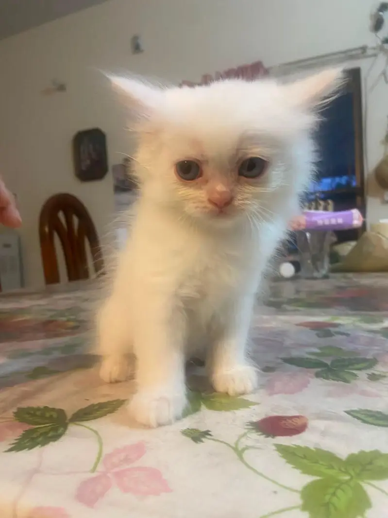 Himalayan Persian x Turkish Angora Kittens | M&F | Healthy Cats — photo 6