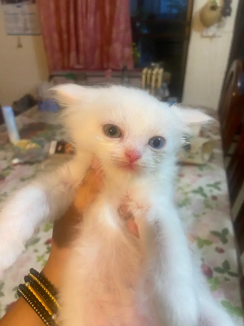 Himalayan Persian x Turkish Angora Kittens | M&F | Healthy Cats — photo 7
