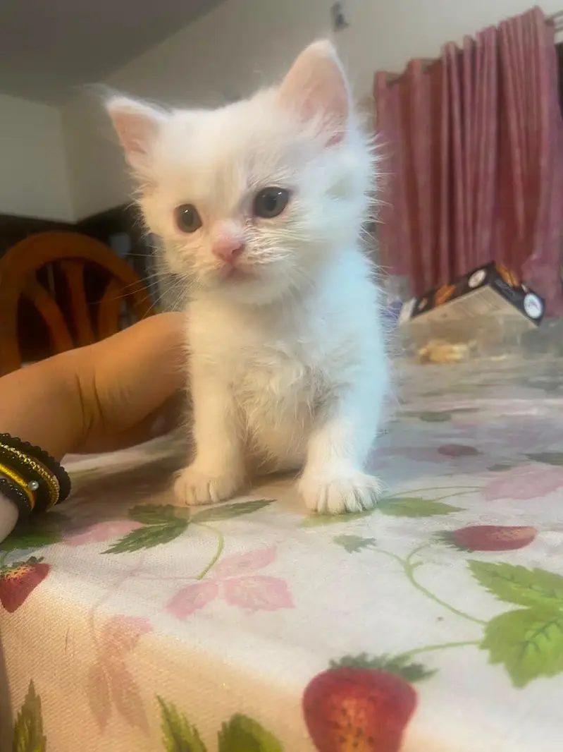 Himalayan Persian x Turkish Angora Kittens | M&F | Healthy Cats — photo 8