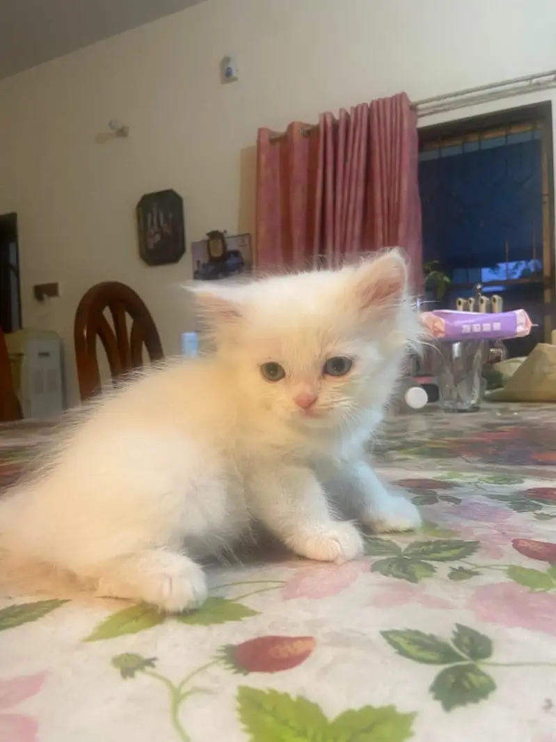 Himalayan Persian x Turkish Angora Kittens | M&F | Healthy Cats — photo 9