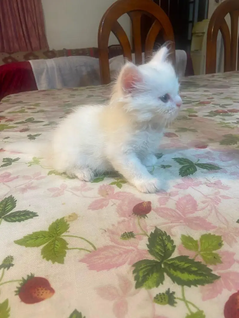 Himalayan Persian x Turkish Angora Kittens | M&F | Healthy Cats — photo 10