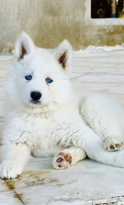 white husky puppy