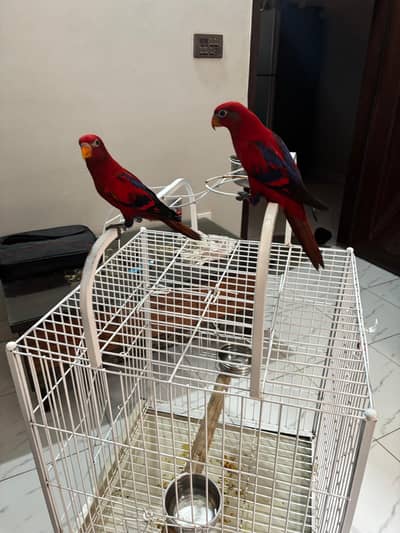 red molucan females dna verified