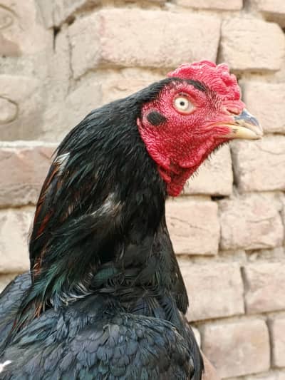 mushka lasani