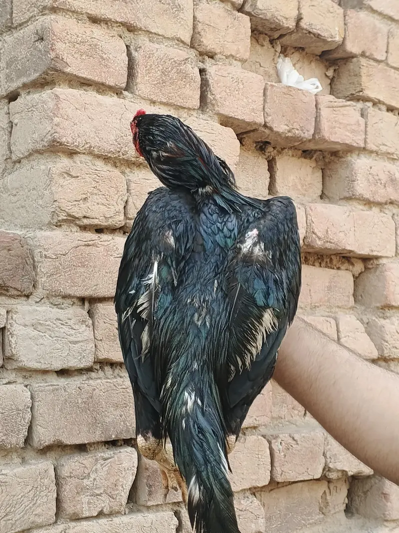 mushka lasani — photo 2
