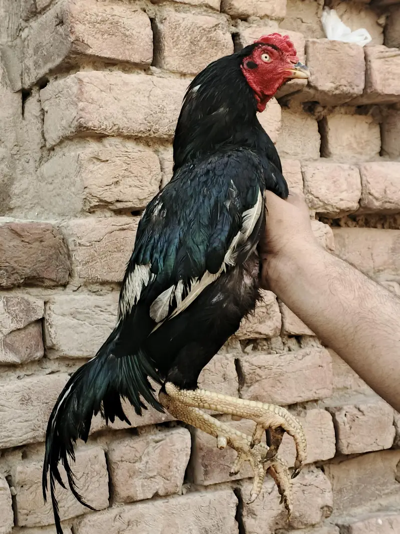 mushka lasani — photo 5