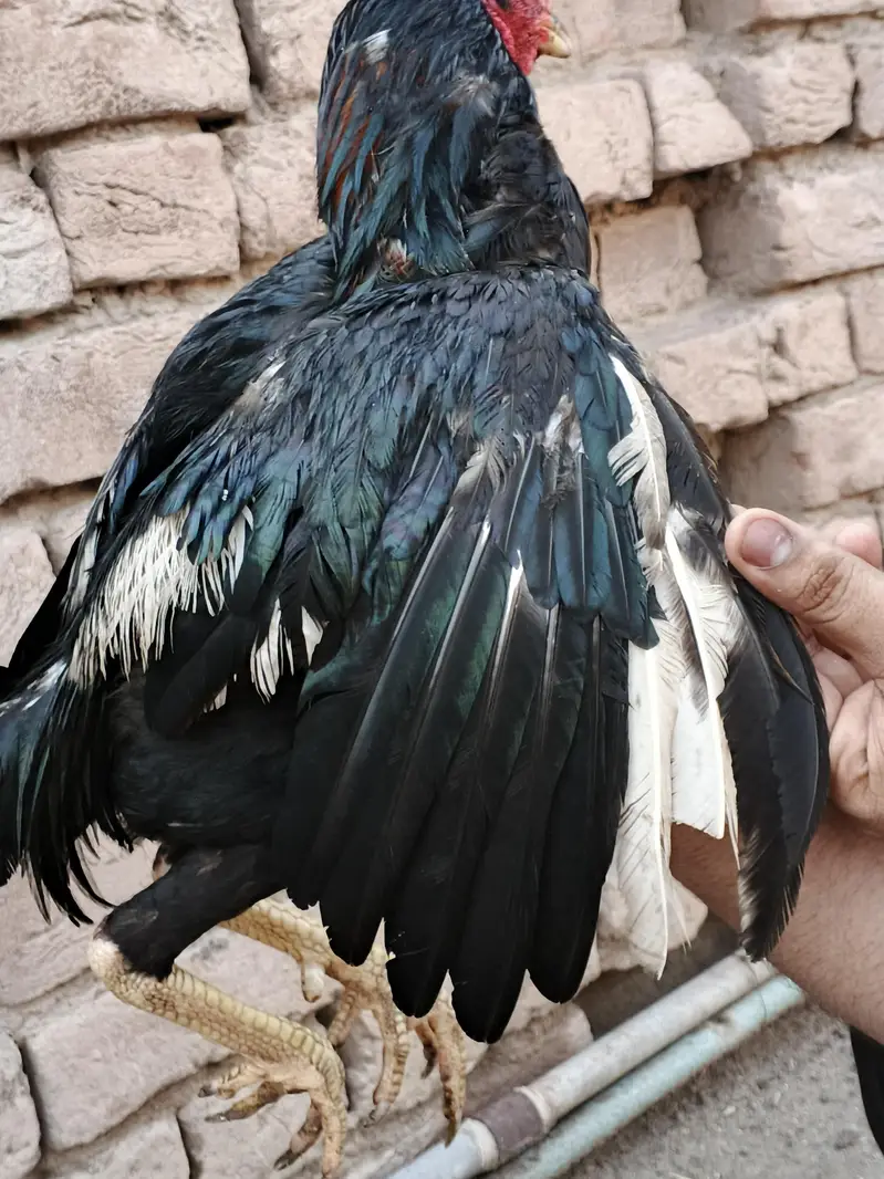 mushka lasani — photo 7