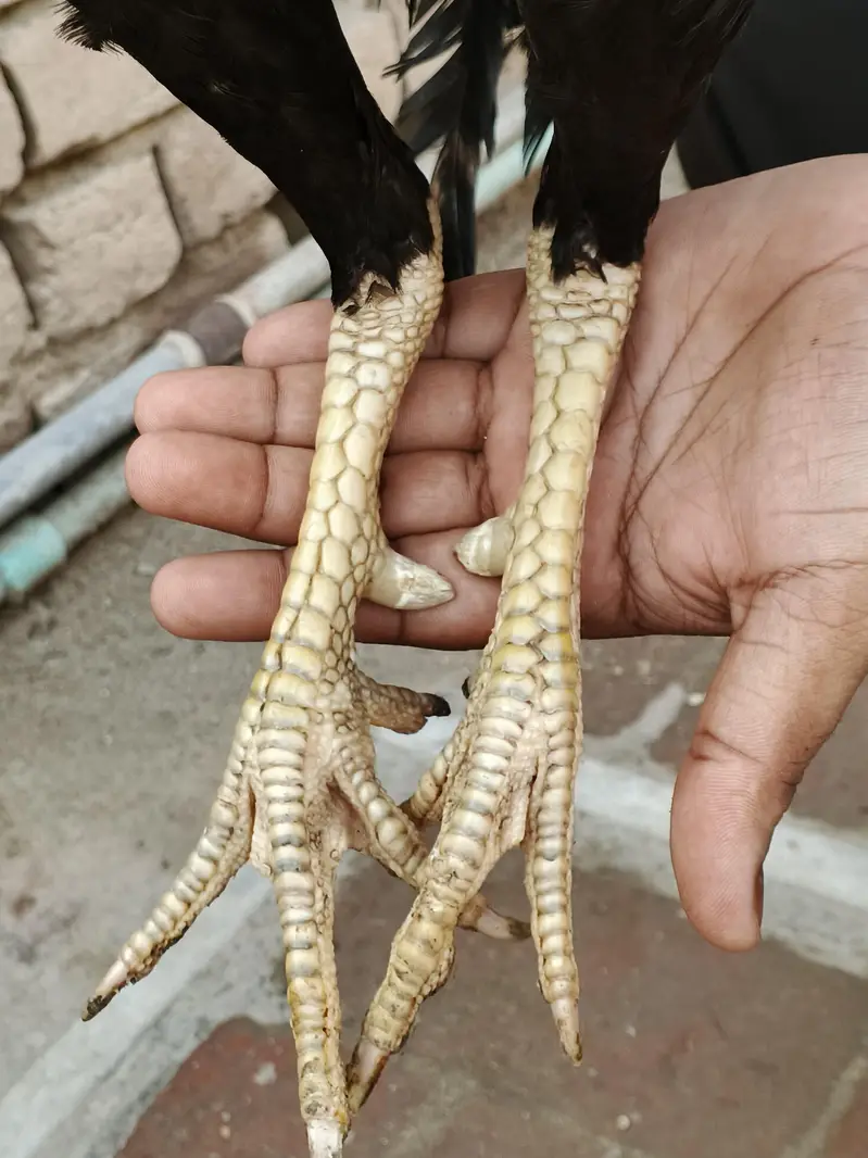 mushka lasani — photo 8