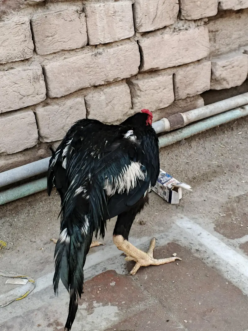 mushka lasani — photo 9