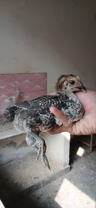 golden misri chicks