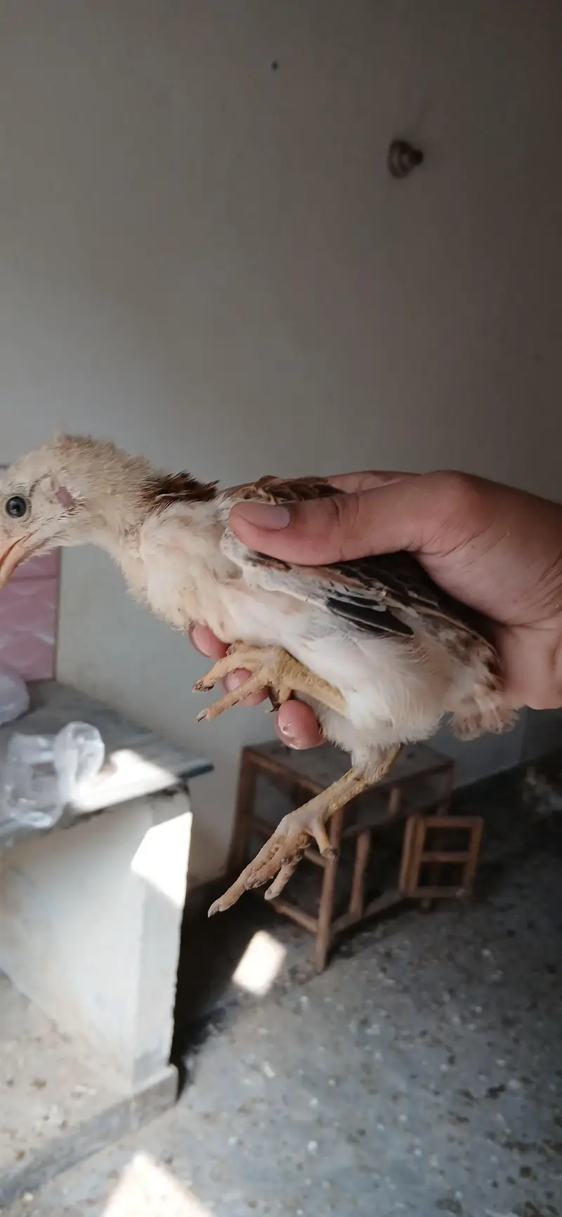 golden misri chicks — photo 2