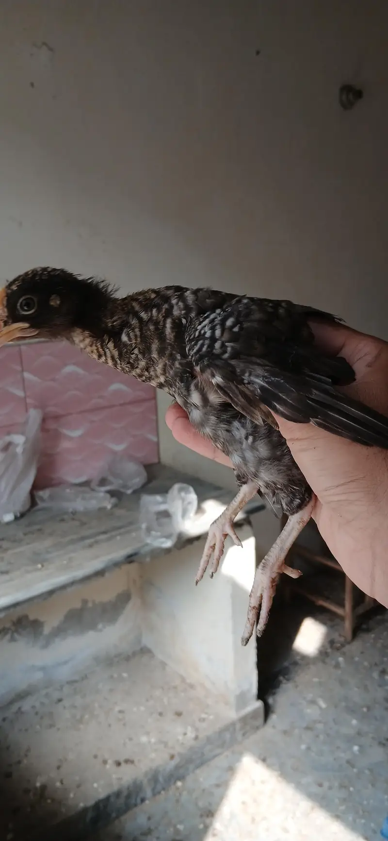 golden misri chicks — photo 3