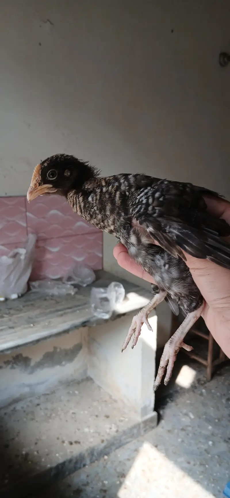 golden misri chicks — photo 4