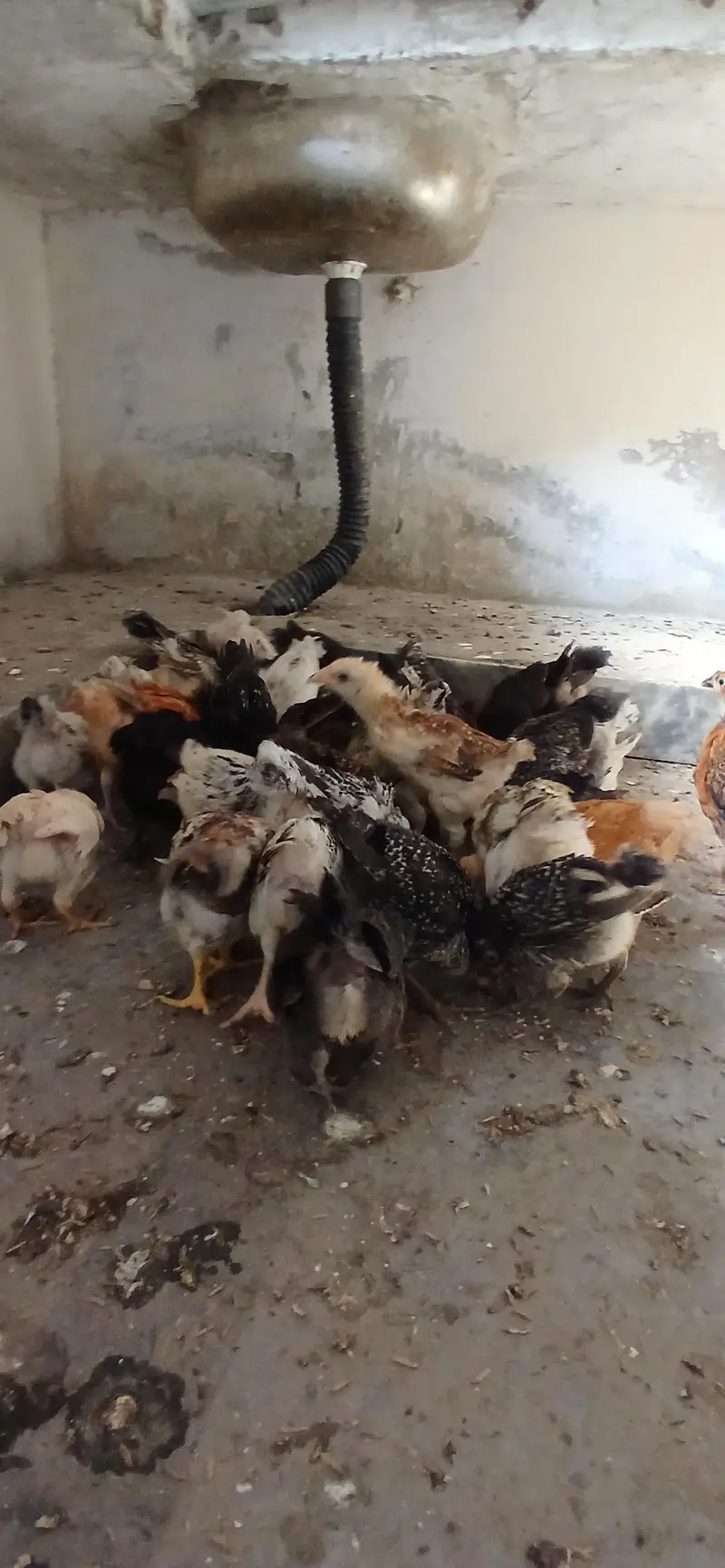 golden misri chicks — photo 5