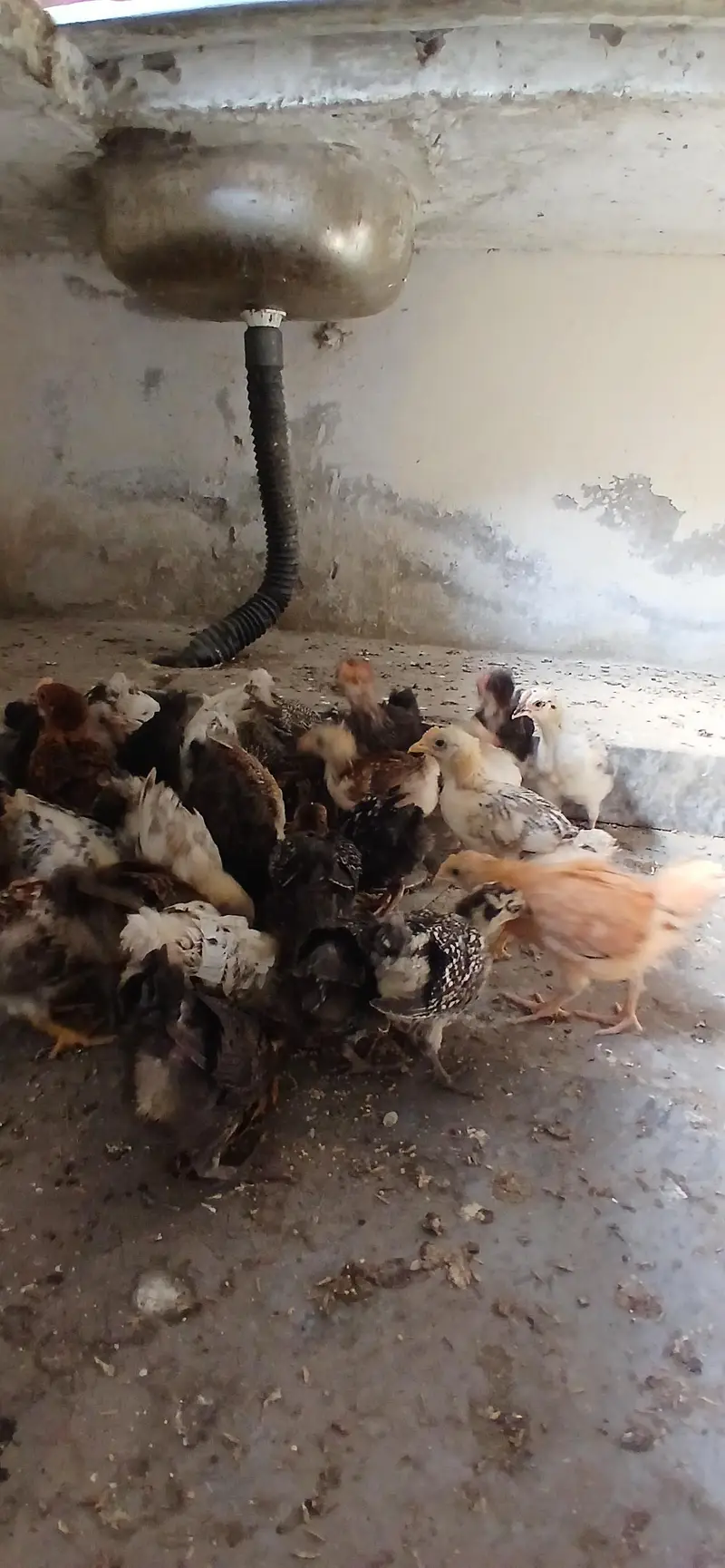 golden misri chicks — photo 6