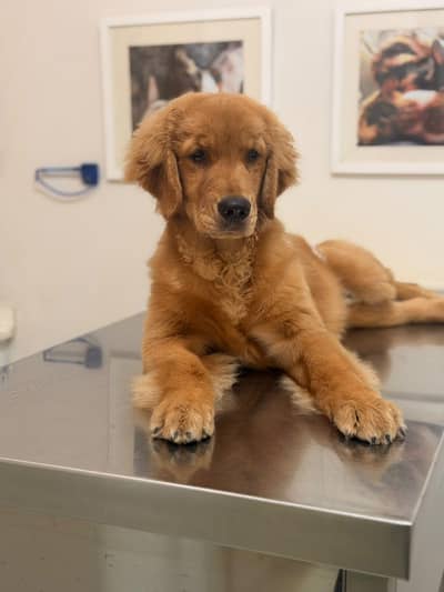 4 months Female golden retriever puppy for sale