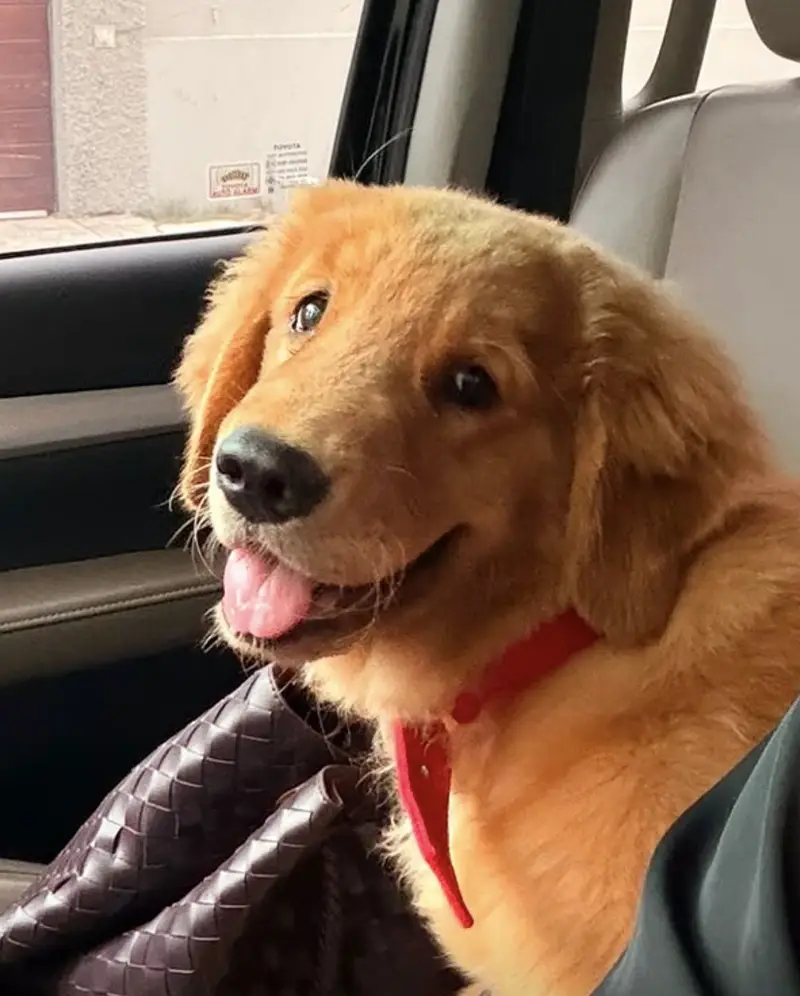 4 months Female golden retriever puppy for sale — photo 2