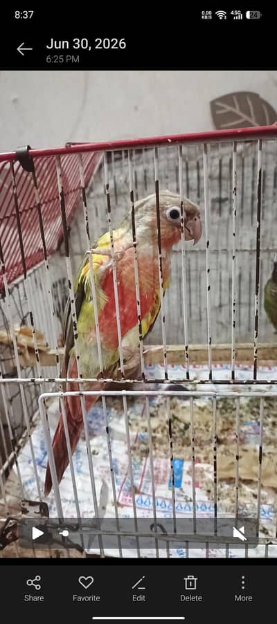 Hand tame green conure for sell