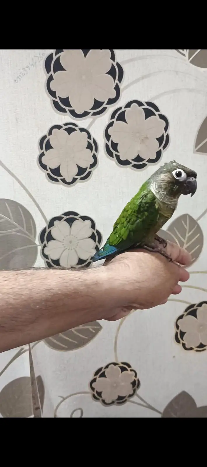 Hand tame green conure for sell — photo 2