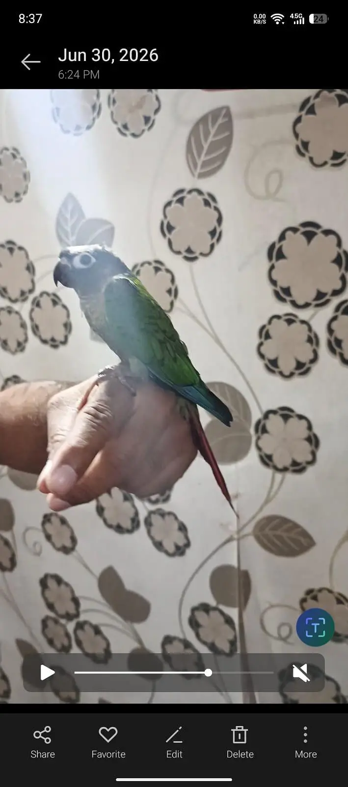 Hand tame green conure for sell — photo 3