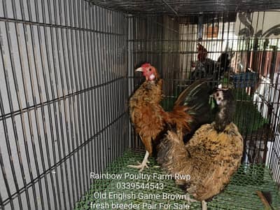 Old English Game Zero size 2 pairs healthy, active & fully vaccinated