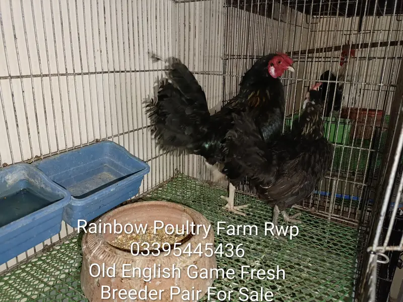Old English Game Zero size 2 pairs healthy, active & fully vaccinated — photo 2