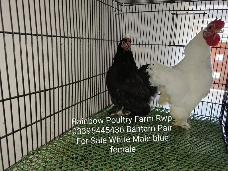 Old English Game Zero size 2 pairs healthy, active & fully vaccinated — photo 3