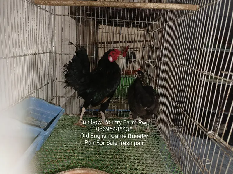 Old English Game Zero size 2 pairs healthy, active & fully vaccinated — photo 4