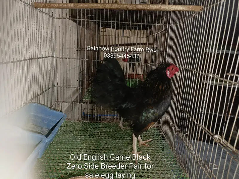 Old English Game Zero size 2 pairs healthy, active & fully vaccinated — photo 5