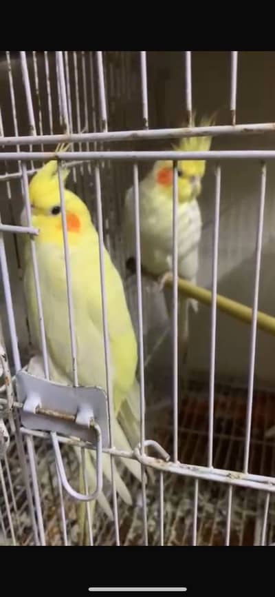 Two male cockatiel for sale