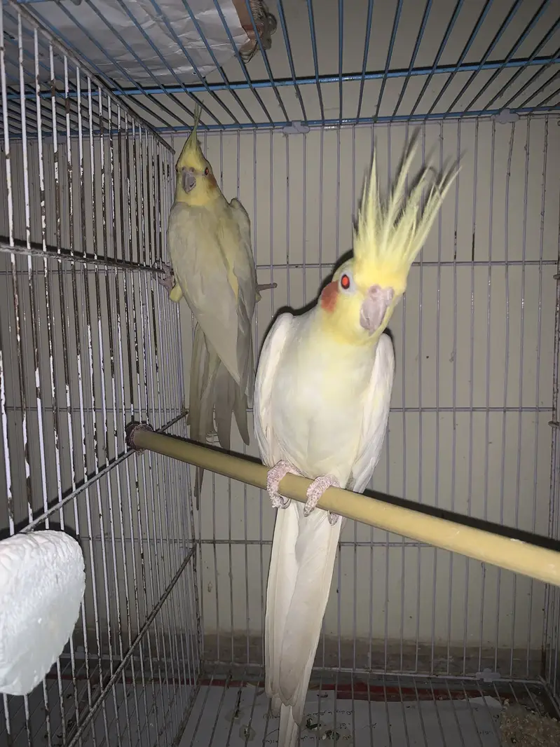 Two male cockatiel for sale — photo 2