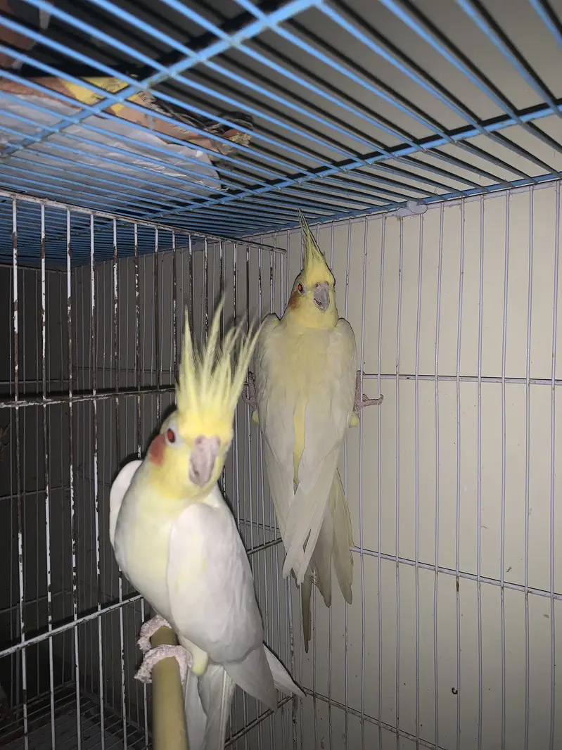 Two male cockatiel for sale — photo 3