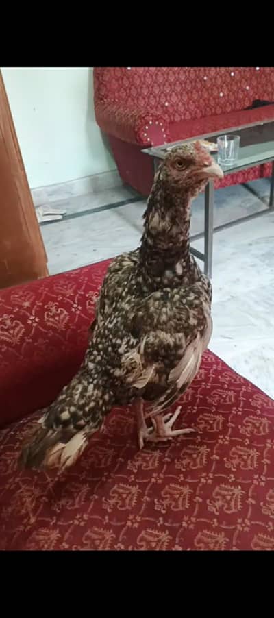 Aseel amrohi hen