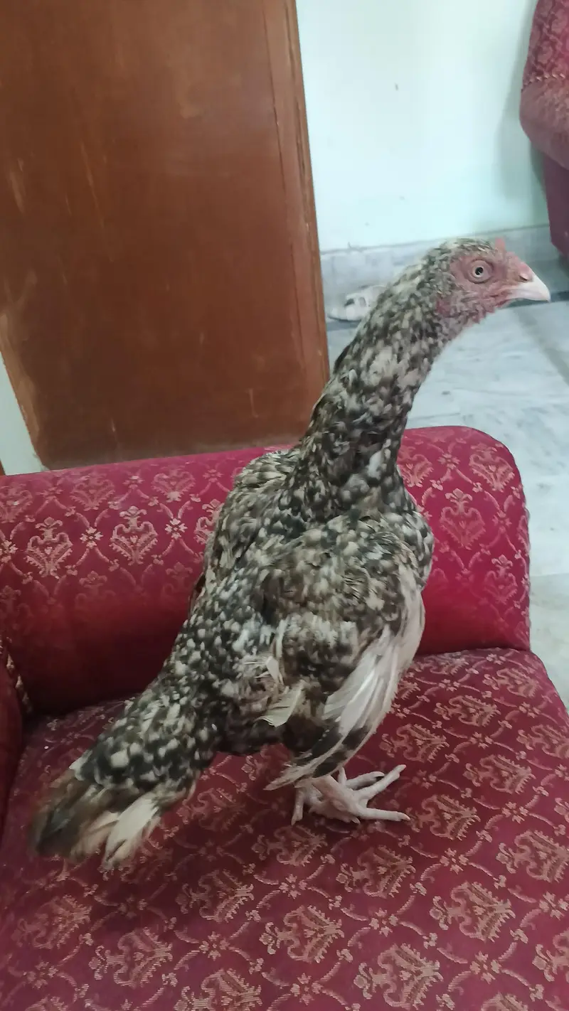 Aseel amrohi hen — photo 2