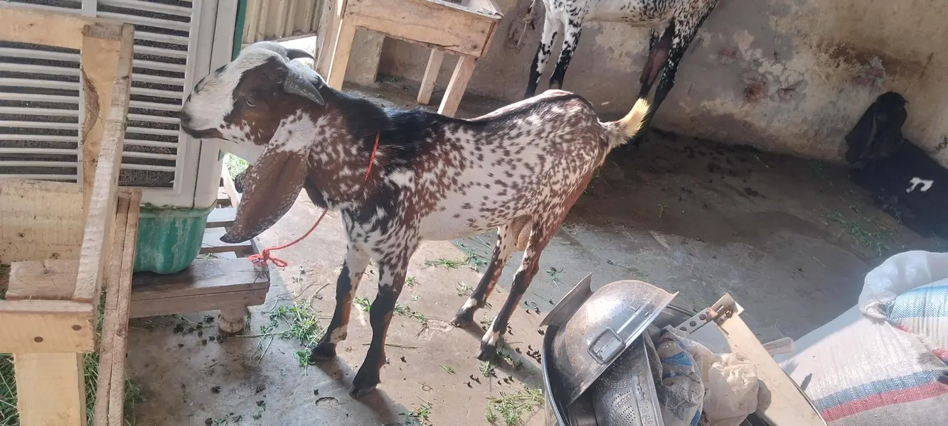 2027 ka leyey bakre age 6 month — photo 2