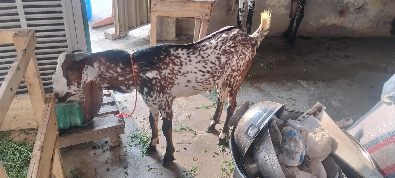 2027 ka leyey bakre age 6 month — photo 3