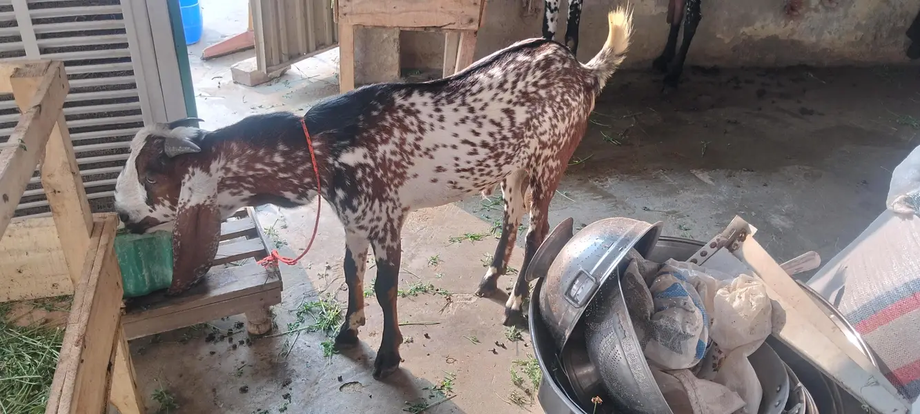 2027 ka leyey bakre age 6 month — photo 4