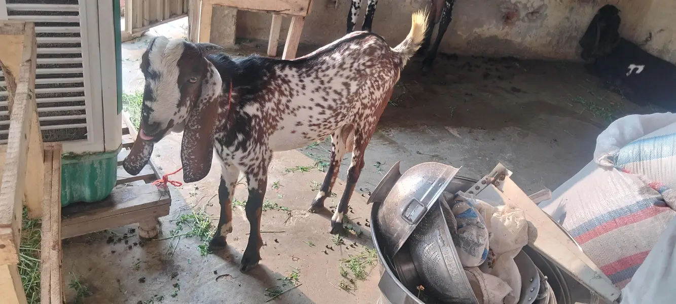 2027 ka leyey bakre age 6 month — photo 5