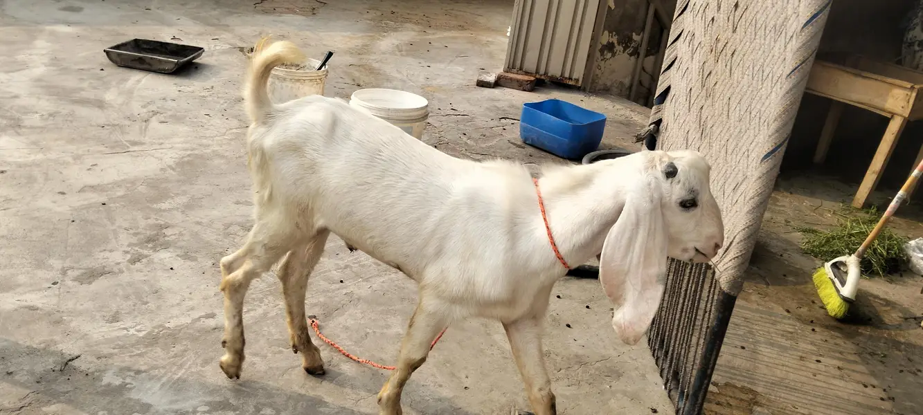 2027 ka leyey bakre age 6 month — photo 6