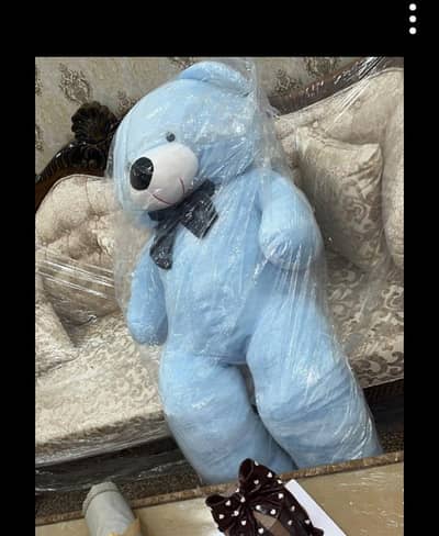 teddy 5.5 feet